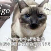 ヒメ日記 2025/11/02 09:14 投稿 まい club Ego