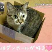 ヒメ日記 2025/11/18 15:37 投稿 まい club Ego