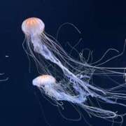 ヒメ日記 2025/06/24 18:30 投稿 いおり 池袋マリン別館