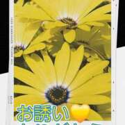 ヒメ日記 2025/11/19 09:20 投稿 シズカ 人妻生レンタル