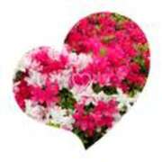 ヒメ日記 2025/07/23 10:08 投稿 よしみ 千葉人妻花壇