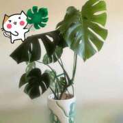 ヒメ日記 2025/07/29 09:10 投稿 菫（すみれ） 丸妻 錦糸町店