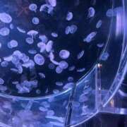 ヒメ日記 2025/09/03 10:28 投稿 石川きょうこ 恋する妻たち