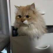 ヒメ日記 2026/01/24 03:07 投稿 しゅり Gossip girl