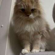 ヒメ日記 2026/02/14 23:39 投稿 しゅり Gossip girl