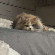 ヒメ日記 2026/03/12 12:24 投稿 しゅり Gossip girl