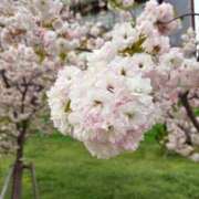 平手しほり お散歩🐾‪𓏸𓈒(ง ˙˘˙ )ว Dolce～ドルチェ～