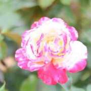 ヒメ日記 2025/06/06 23:42 投稿 如月つかさ セレブショップ新宿（東京ハレ系）