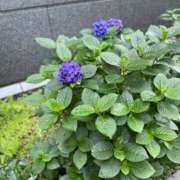 ヒメ日記 2025/06/16 01:17 投稿 如月つかさ セレブショップ新宿（東京ハレ系）