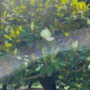 ヒメ日記 2025/06/19 13:27 投稿 如月つかさ セレブショップ新宿（東京ハレ系）