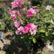 ヒメ日記 2025/06/22 19:17 投稿 如月つかさ セレブショップ新宿（東京ハレ系）