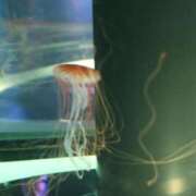 ヒメ日記 2025/06/24 22:10 投稿 如月つかさ セレブショップ新宿（東京ハレ系）