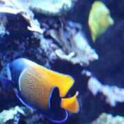 ヒメ日記 2025/06/25 23:40 投稿 如月つかさ セレブショップ新宿（東京ハレ系）