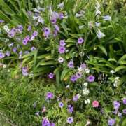 ヒメ日記 2025/07/11 14:26 投稿 如月つかさ セレブショップ新宿（東京ハレ系）