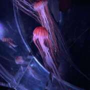 ヒメ日記 2025/08/21 16:10 投稿 如月つかさ セレブショップ新宿（東京ハレ系）