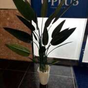 ヒメ日記 2025/08/26 10:25 投稿 よつば 奥様鉄道69 東京店