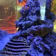 ヒメ日記 2025/10/29 17:35 投稿 よつば 奥様鉄道69 東京店