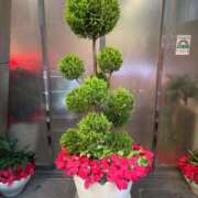 ヒメ日記 2025/12/23 14:45 投稿 よつば 奥様鉄道69 東京店