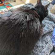 ヒメ日記 2025/12/29 10:37 投稿 岡本　みや アラフォーna奥様 アラフィフna奥様（埼玉ハレ系）