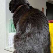 ヒメ日記 2026/01/18 08:02 投稿 岡本　みや アラフォーna奥様 アラフィフna奥様（埼玉ハレ系）