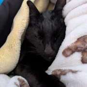 ヒメ日記 2026/02/01 08:37 投稿 岡本　みや アラフォーna奥様 アラフィフna奥様（埼玉ハレ系）