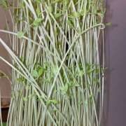 ヒメ日記 2025/08/19 20:15 投稿 神田あみ ホワイトハウス(曙町)