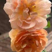 ヒメ日記 2025/06/24 19:47 投稿 和子（わこ） 東金人妻花壇