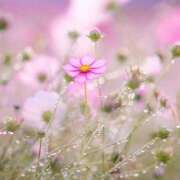 ヒメ日記 2025/09/27 11:02 投稿 和子（わこ） 東金人妻花壇