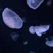 ヒメ日記 2025/06/05 03:56 投稿 そうりん イクイクサークル鶯谷店