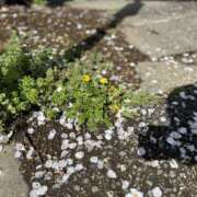 つばめ リフレッシュ ゴールドフィンガー