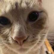 ヒメ日記 2026/03/01 22:34 投稿 まい 栃木小山ちゃんこ