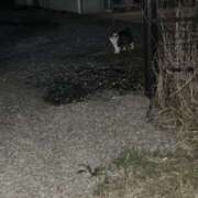 まい 明日のお知らせ 栃木小山ちゃんこ