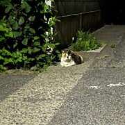 ヒメ日記 2026/05/31 09:12 投稿 まい 栃木小山ちゃんこ