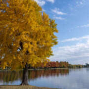 矢口もね 11月22日土曜　出勤になりました！ 美魔女エステ