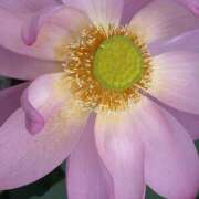 ヒメ日記 2025/07/17 14:53 投稿 矢口もね 麗しいマダム