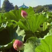 ヒメ日記 2025/08/26 23:28 投稿 矢口もね 麗しいマダム