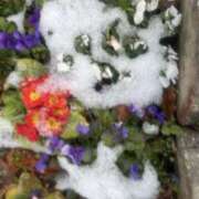 矢口もね ※無題 麗しいマダム