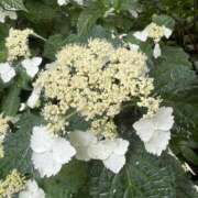 ヒメ日記 2025/06/26 00:13 投稿 矢口もね 色気あるワイフ