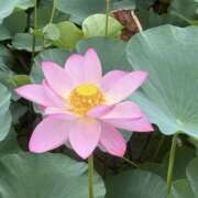 ヒメ日記 2025/07/15 12:39 投稿 矢口もね 色気あるワイフ