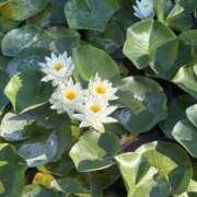 ヒメ日記 2025/07/30 03:21 投稿 矢口もね 色気あるワイフ