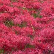 ヒメ日記 2025/10/02 11:01 投稿 矢口もね 色気あるワイフ