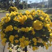 ヒメ日記 2026/01/15 15:17 投稿 矢口もね 色気あるワイフ