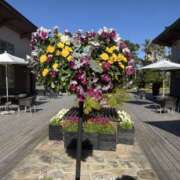 ヒメ日記 2026/01/16 13:31 投稿 矢口もね 色気あるワイフ