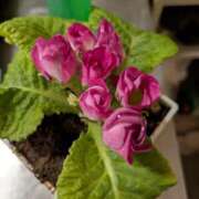 ヒメ日記 2025/11/21 20:09 投稿 つかさ モアグループ神栖人妻花壇