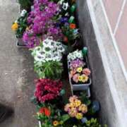 ヒメ日記 2025/11/22 12:06 投稿 つかさ モアグループ神栖人妻花壇