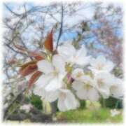 ヒメ日記 2026/01/02 07:46 投稿 しずく 横浜ひよこ倶楽部