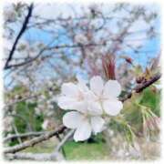 ヒメ日記 2026/02/09 15:26 投稿 しずく 横浜ひよこ倶楽部