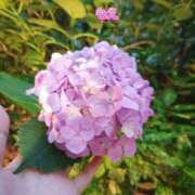 ヒメ日記 2025/06/26 21:04 投稿 もえ 完熟ばなな西川口