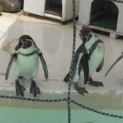 ヒメ日記 2025/06/03 01:38 投稿 そよこ 熟女の風俗最終章 高崎店