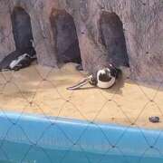 ヒメ日記 2025/06/14 12:40 投稿 そよこ 熟女の風俗最終章 高崎店